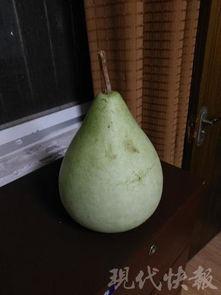 河南吃瓜中毒,揭秘夏日消暑美食背后的风险与教训