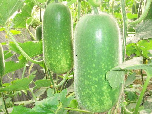 吃瓜的图片大全,趣味横生的日常瞬间大盘点