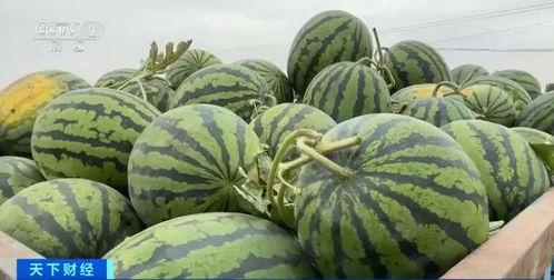 瓜老师最新吃瓜,揭秘娱乐圈幕后风云