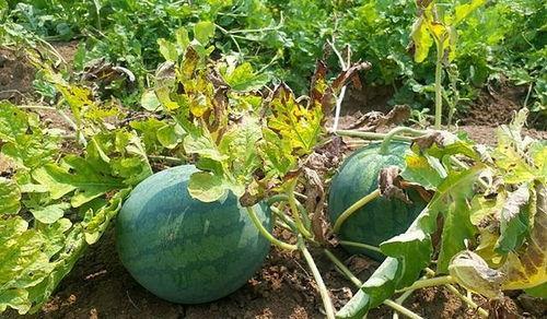 这瓜真不建议吃,这瓜真不建议食用，原因令人担忧