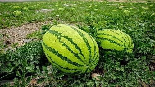 吃瓜网怎么没有邢台的瓜,揭秘吃瓜网为何缺席的神秘瓜源