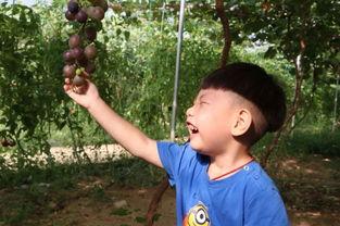 吃瓜的芸芸,吃瓜群众视角下的社会百态