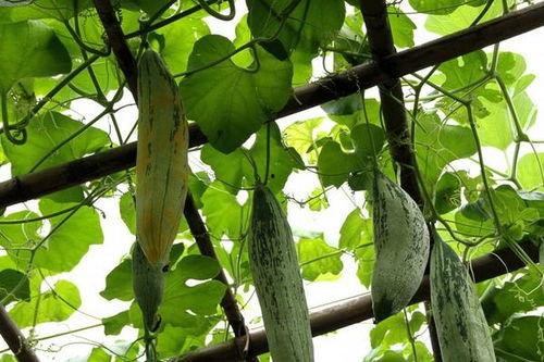 老鼠瓜点吃,探寻传统美食的独特魅力