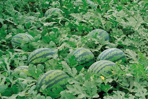 韶关学院吃瓜图片,一场别开生面的“吃瓜”盛宴