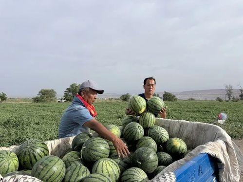 韶关学院吃瓜图片,一场别开生面的“吃瓜”盛宴
