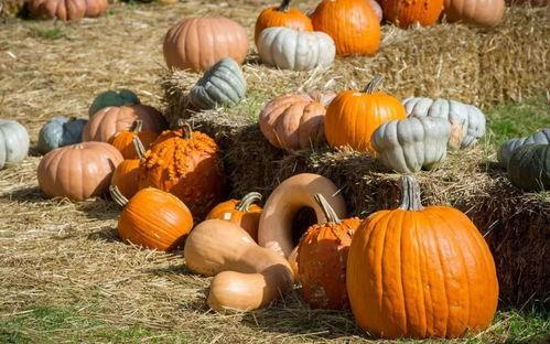 吃安徽广德瓜,安徽特色美食之旅