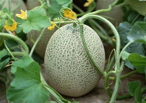 哈密瓜热着吃怎么吃