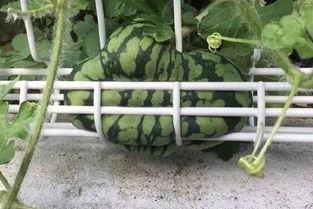 传说之下吃瓜图