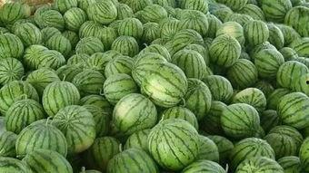 瓜地里吃西瓜场景,共享甜蜜时光