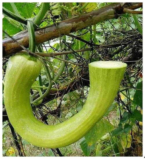 吃瓜就吃大瓜什么意思啊