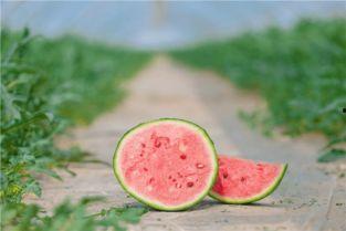 吃瓜真有料  第1张