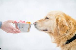小狗可以吃拉瓜吗,揭秘拉瓜是否适合宠物犬食用  第3张