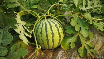 自己梦见摘瓜吃  第3张