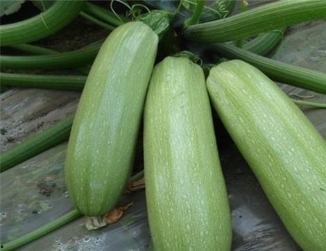 吃甫瓜有什么好处,吃甫瓜的五大益处揭秘  第2张