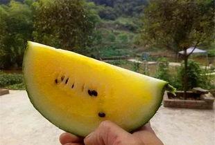 吃不懂瓜,探寻网络流行语的奥秘与影响  第3张