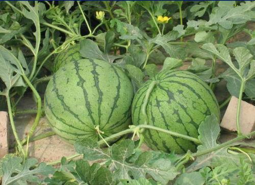 各种吃瓜事件图片  第2张