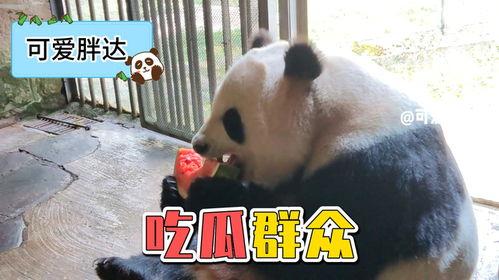 猫熊吃瓜,萌宠美食时光