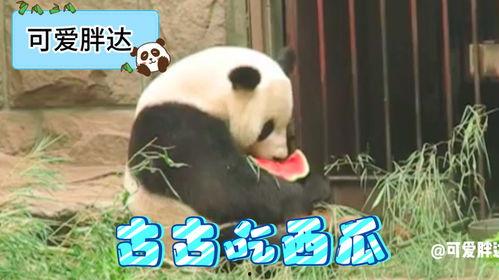 猫熊吃瓜,萌宠美食时光  第2张