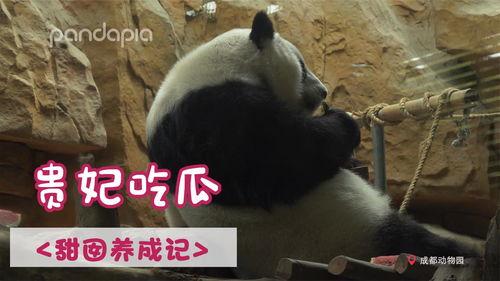 猫熊吃瓜,萌宠美食时光  第3张