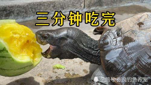 吃瓜能手特效,轻松解锁娱乐圈八卦新境界 第3张 吃瓜能手特效,轻松解锁娱乐圈八卦新境界 第3张